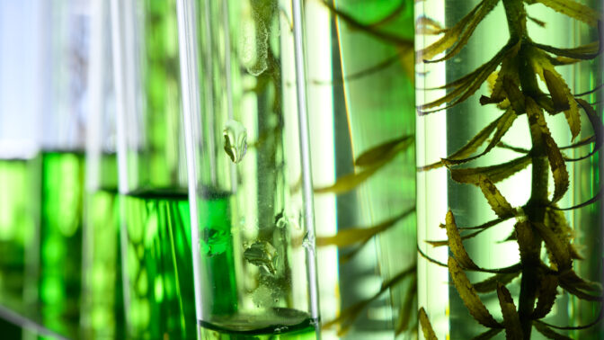 algae research in laboratories, For IB Biology