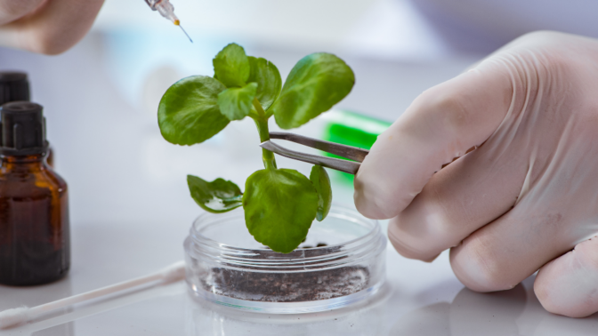 IB Biology Internal Assessment