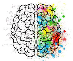 IB Psychology Brain image